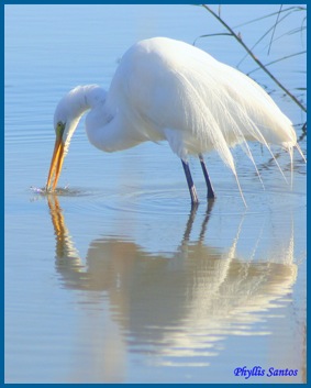 Egret-bWEB1